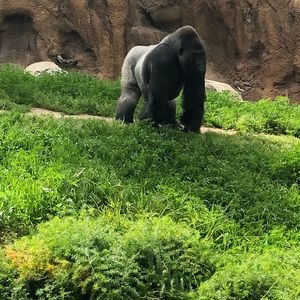 Meet your Posher, Angelo